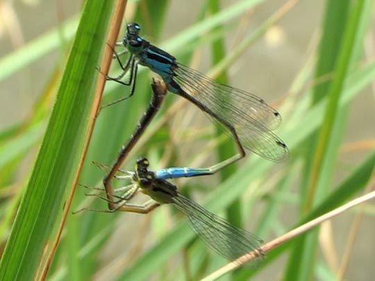 Große Pechlibelle, Ischnura elegans