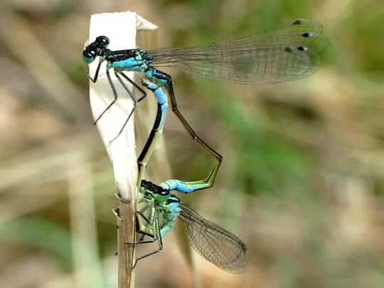 Große Pechlibelle, Ischnura elegans