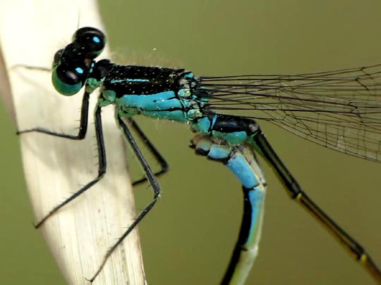 Große Pechlibelle, Ischnura elegans