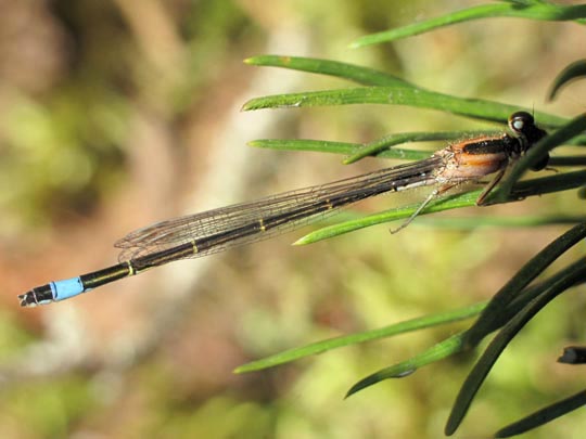 Große Pechlibelle, Ischnura elegans