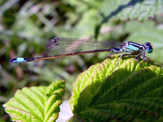 Große Pechlibelle, Ischnura elegans