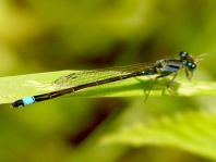 Große Pechlibelle, Ischnura elegans