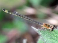Große Pechlibelle, Ischnura elegans