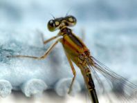Große Pechlibelle, Ischnura elegans