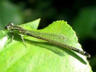 Große Pechlibelle, Ischnura elegans