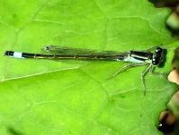 Große Pechlibelle, Ischnura elegans