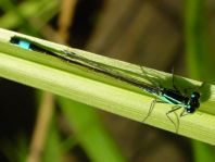 Große Pechlibelle, Ischnura elegans