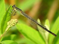 Große Pechlibelle, Ischnura elegans