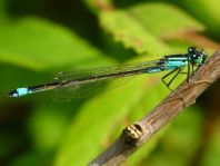Große Pechlibelle, Ischnura elegans