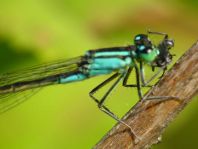 Große Pechlibelle, Ischnura elegans