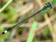 Große Pechlibelle, Ischnura elegans
