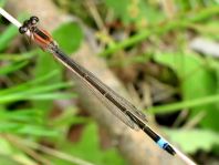 Große Pechlibelle, Ischnura elegans