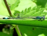 Große Pechlibelle, Ischnura elegans