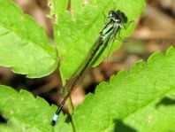 Große Pechlibelle, Ischnura elegans