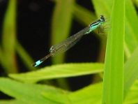 Große Pechlibelle, Ischnura elegans