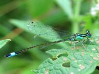 Große Pechlibelle, Ischnura elegans
