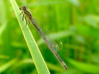 Große Pechlibelle, Ischnura elegans