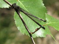 Große Pechlibelle, Ischnura elegans
