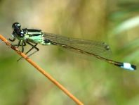 Große Pechlibelle, Ischnura elegans