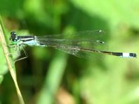 Große Pechlibelle, Ischnura elegans