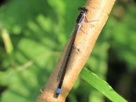 Große Pechlibelle, Ischnura elegans