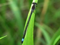 Große Pechlibelle, Ischnura elegans