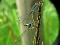 Große Pechlibelle, Ischnura elegans