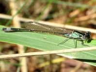 Große Pechlibelle, Ischnura elegans