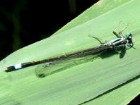 Große Pechlibelle, Ischnura elegans