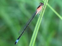 Große Pechlibelle, Ischnura elegans