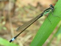 Große Pechlibelle, Ischnura elegans