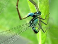 Große Pechlibelle, Ischnura elegans
