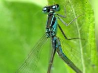 Große Pechlibelle, Ischnura elegans