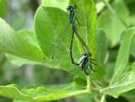 Große Pechlibelle, Ischnura elegans