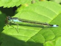 Große Pechlibelle, Ischnura elegans