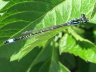 Große Pechlibelle, Ischnura elegans