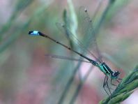 Große Pechlibelle, Ischnura elegans