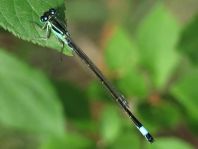 Große Pechlibelle, Ischnura elegans