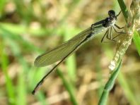 Große Pechlibelle, Ischnura elegans
