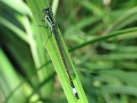 Große Pechlibelle, Ischnura elegans