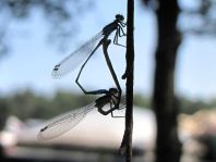 Große Pechlibelle, Ischnura elegans