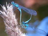 Große Pechlibelle, Ischnura elegans