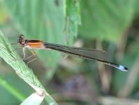 Große Pechlibelle, Ischnura elegans