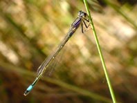 Große Pechlibelle, Ischnura elegans