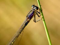 Große Pechlibelle, Ischnura elegans