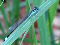 Große Pechlibelle, Ischnura elegans