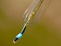 Große Pechlibelle, Ischnura elegans