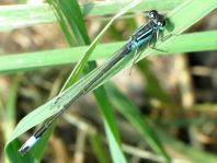 Große Pechlibelle, Ischnura elegans