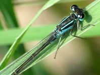 Große Pechlibelle, Ischnura elegans