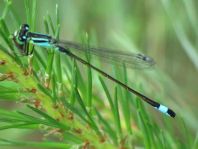 Große Pechlibelle, Ischnura elegans